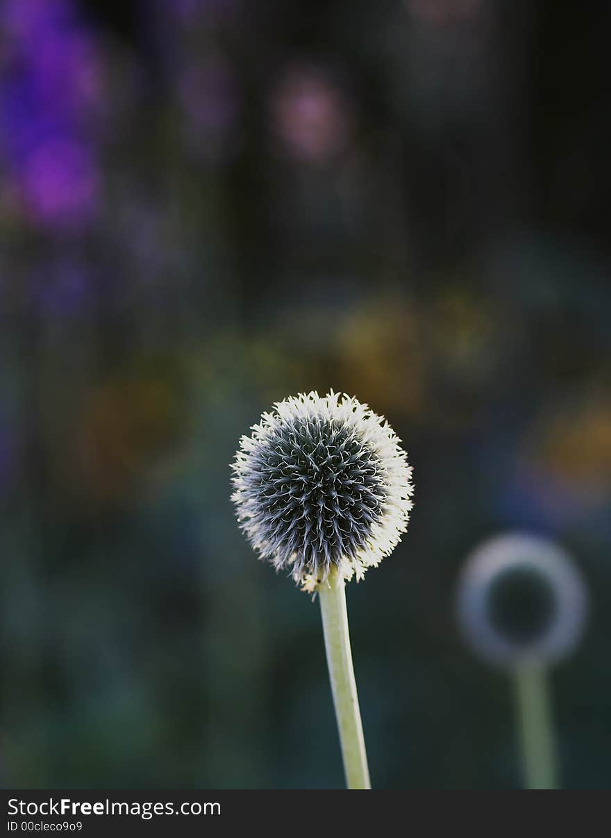 Close-up photo af Round Flower in Danish garden