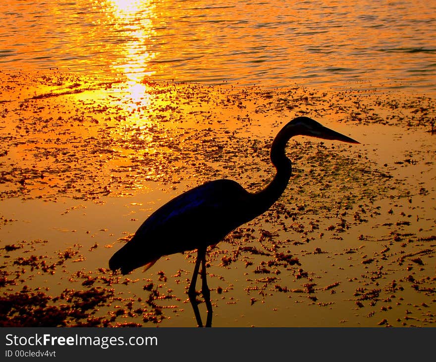 Photo of Great Blue Heron at sunset at Freedom Lake.