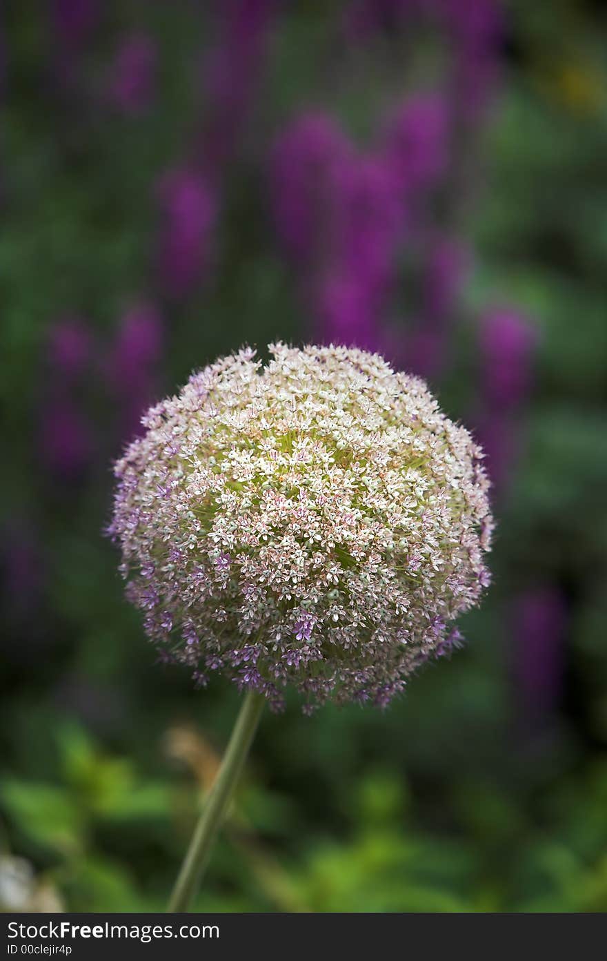 A beautiful round ball flower in Danish garden. A beautiful round ball flower in Danish garden