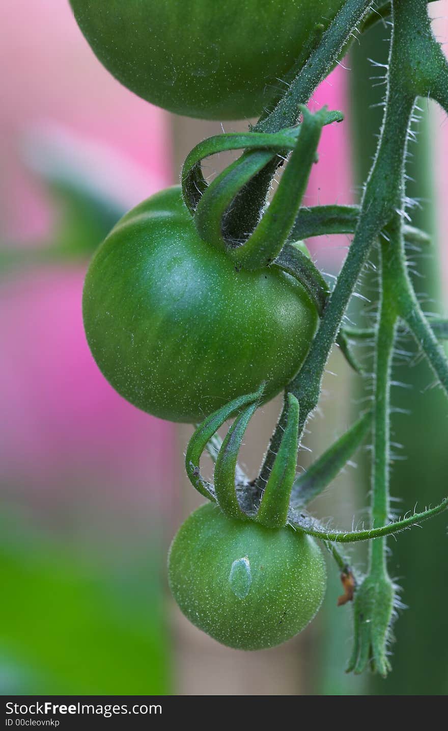 Macro of tomato (extremly sharp close-up)