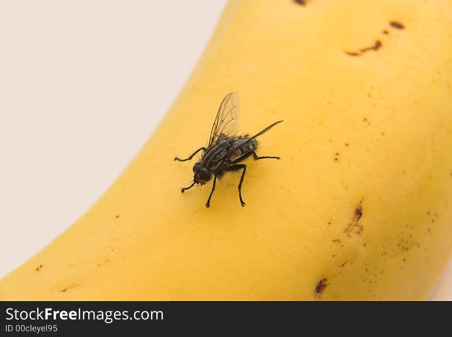 Hungry Fly And Banana