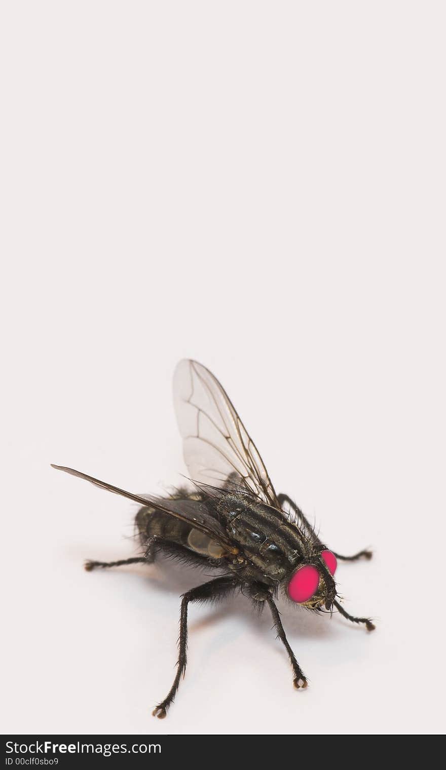 Macro of fly - with space for text. Macro of fly - with space for text