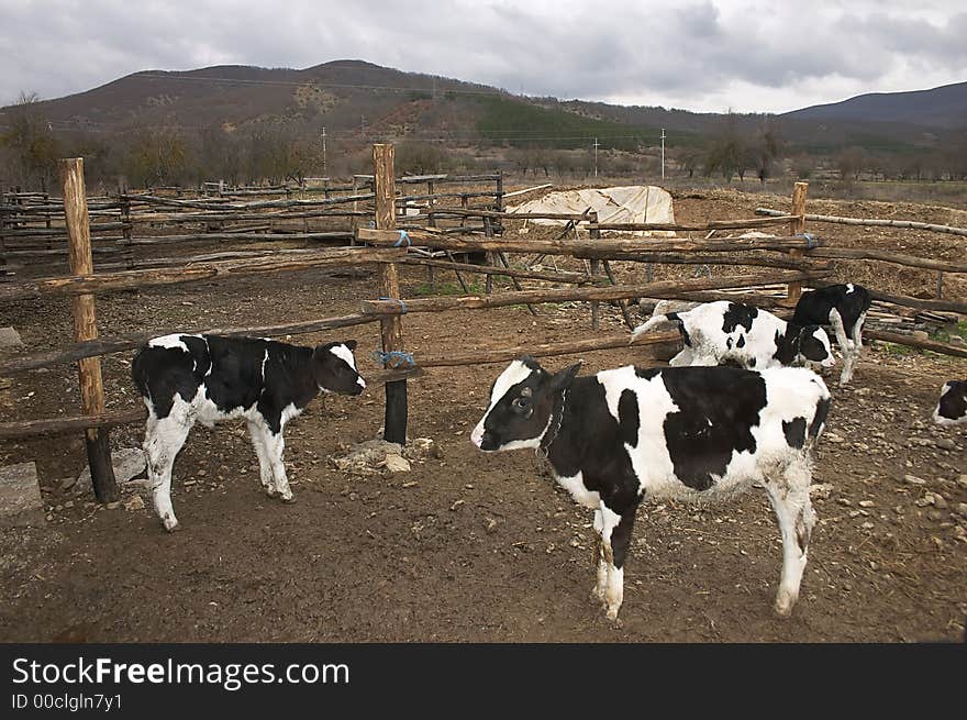 Young cows in a small farm. Young cows in a small farm