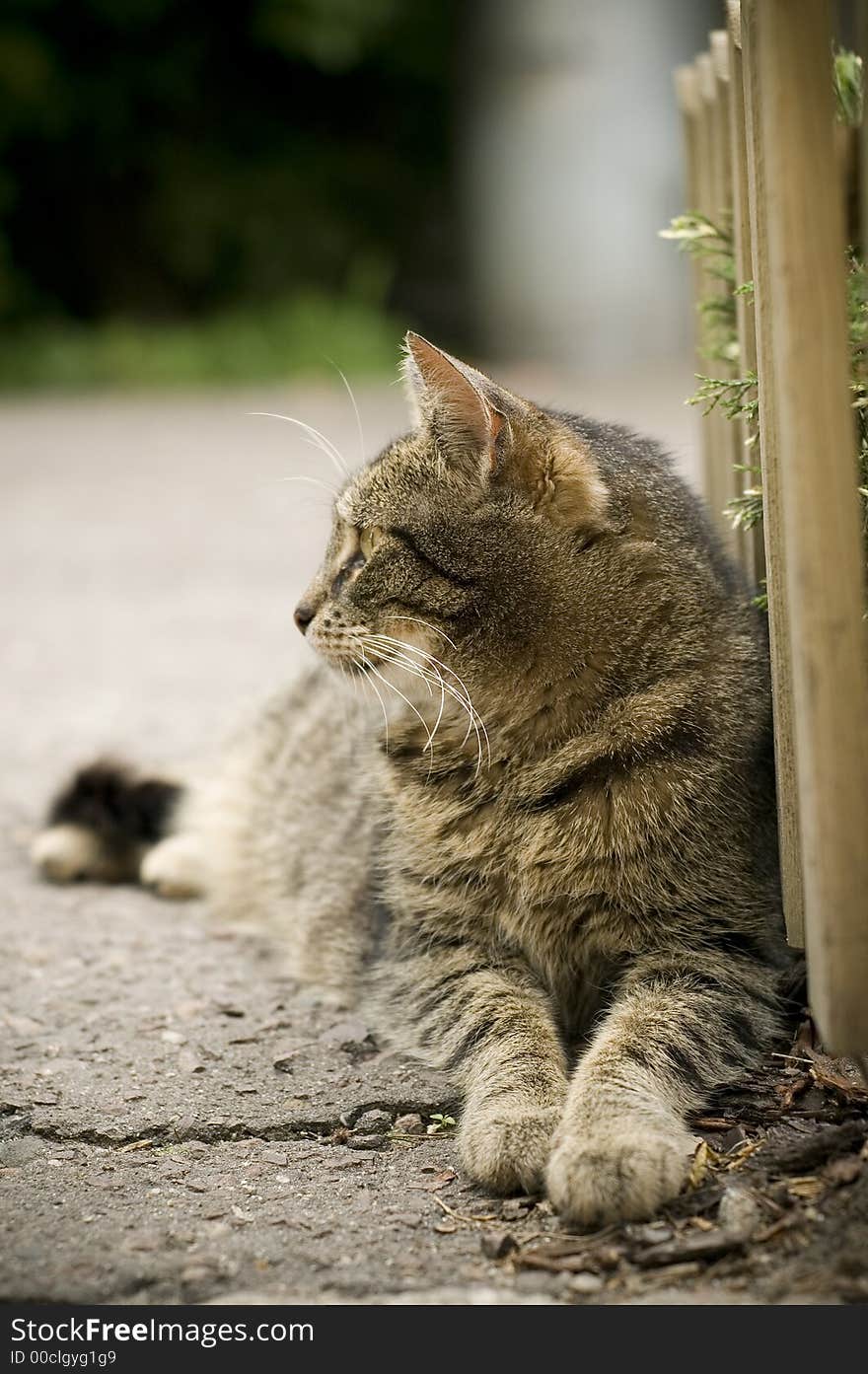 Beauty cat in nature scene.