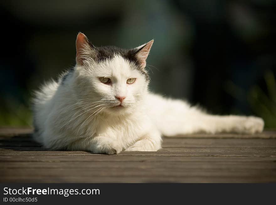 Beauty cat in nature scene.