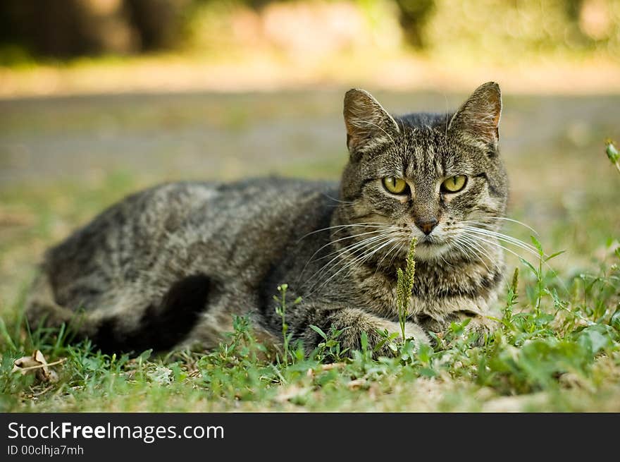 Beauty cat in nature scene. Beauty cat in nature scene.