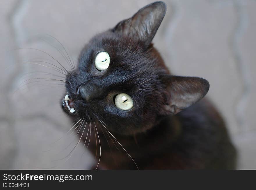 Beauty cat in nature scene.