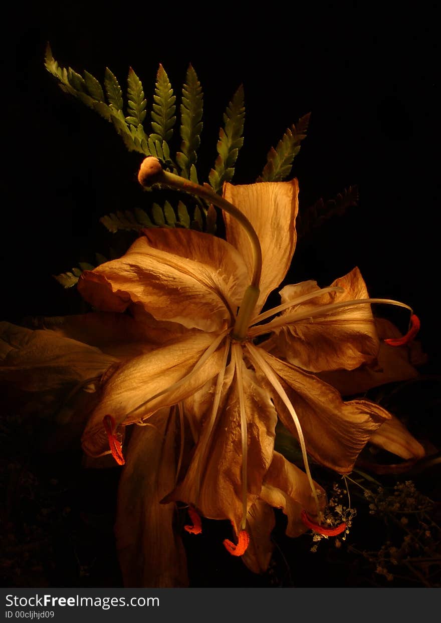 The lily, is photographed with a light brush