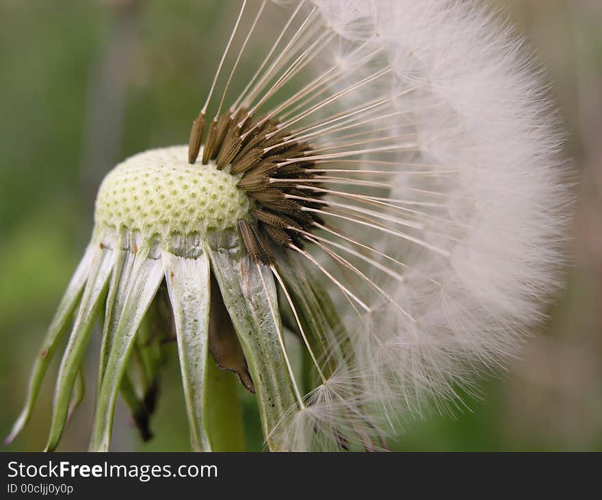 Dandelion 1