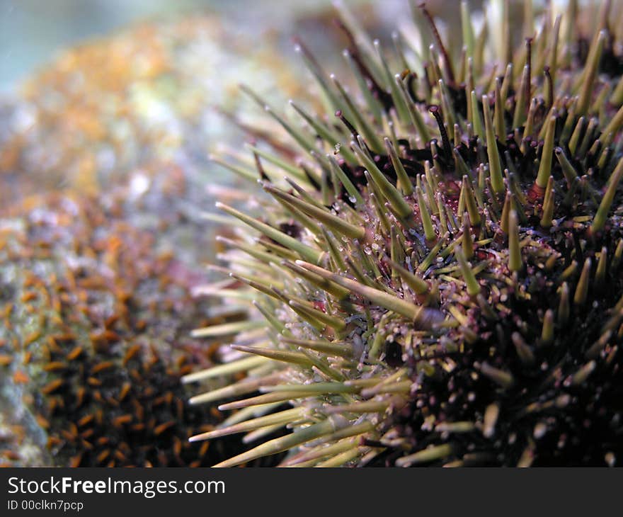 Sea Urchin  1