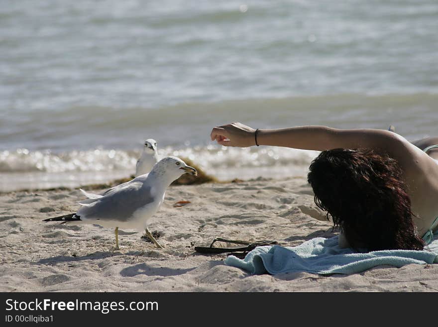 Young girl hand feeding birds at the  beach in the Florida Keys. Young girl hand feeding birds at the  beach in the Florida Keys