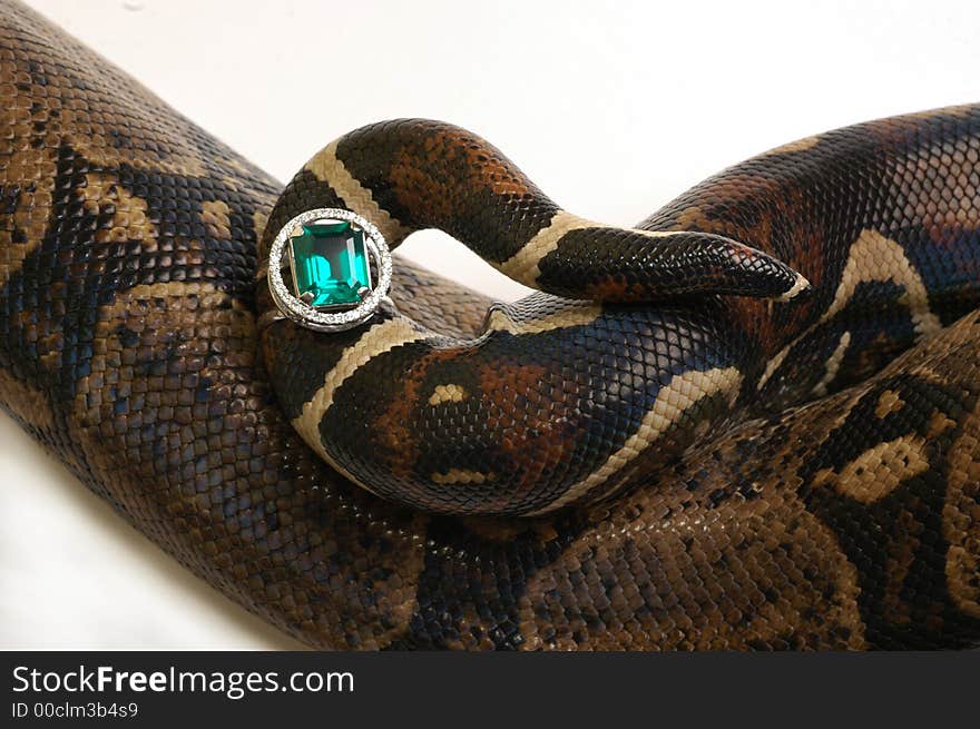 Tail of the snake with a ring dressed on it. Tail of the snake with a ring dressed on it.