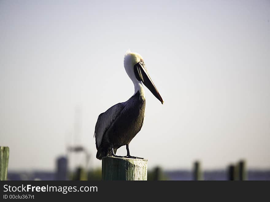 Pelican in marina in Florida on a cold day. Pelican in marina in Florida on a cold day