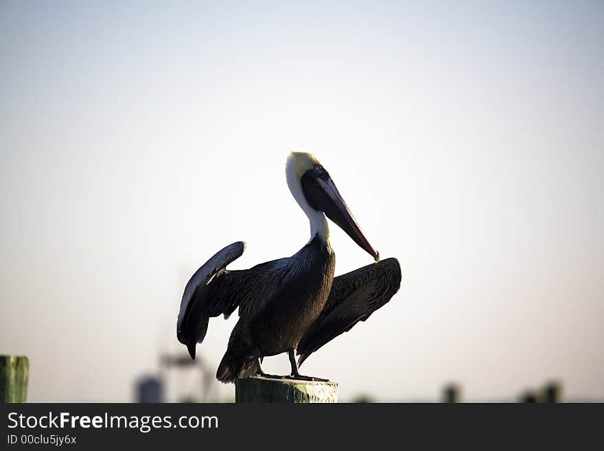 Pelican in marina in Florida on a cold day. Pelican in marina in Florida on a cold day