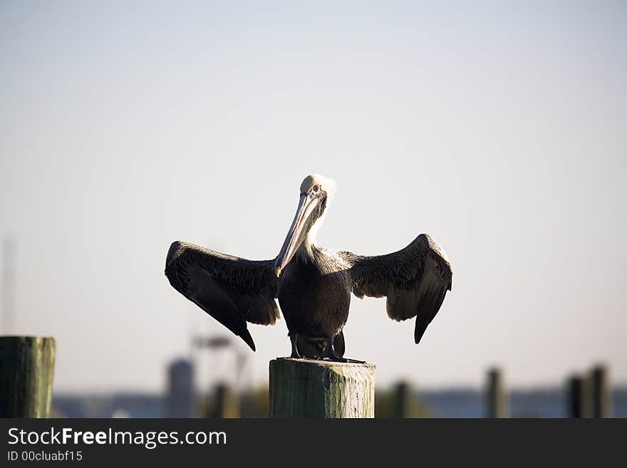 Pelican in marina in Florida on a cold day. Pelican in marina in Florida on a cold day