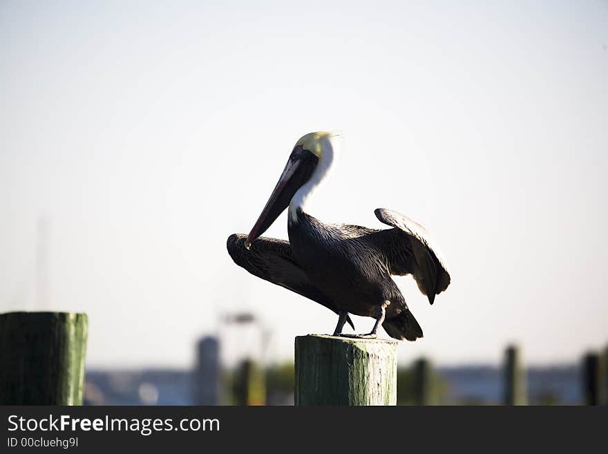 Pelican in marina in Florida on a cold day. Pelican in marina in Florida on a cold day