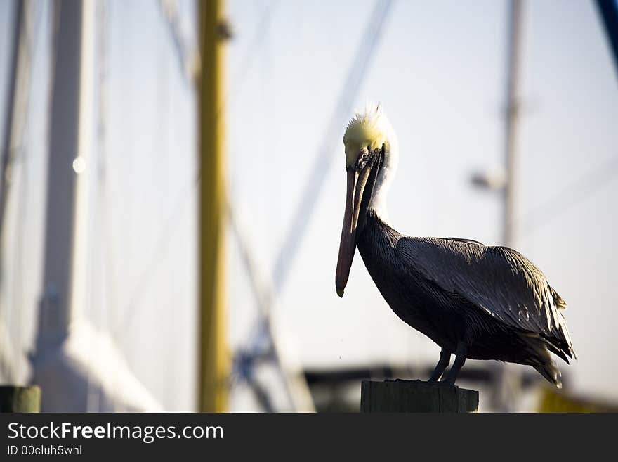 Pelican in marina in Florida on a cold day. Pelican in marina in Florida on a cold day