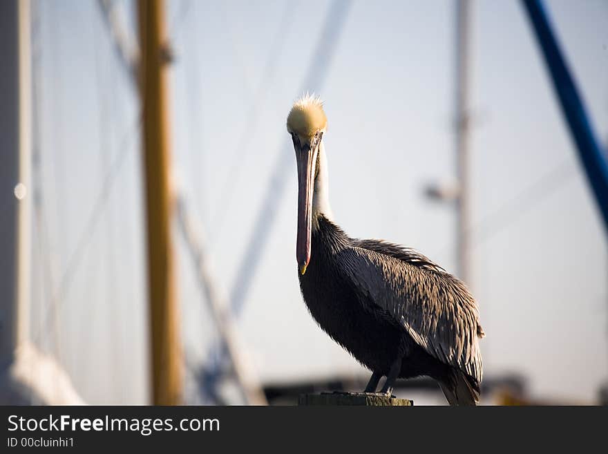 Pelican in marina in Florida on a cold day. Pelican in marina in Florida on a cold day