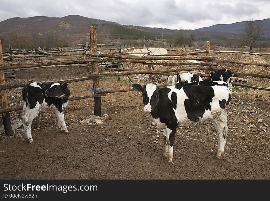 Young cows in a small farm. Young cows in a small farm