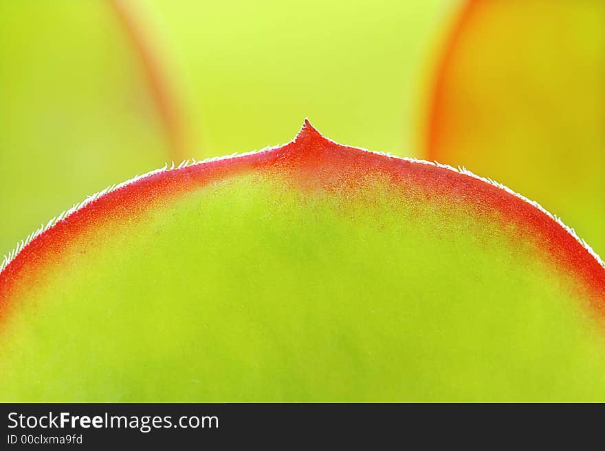 Close-up of suculent leaves, backlit. Shallow DOF with the front leaf in focus. Close-up of suculent leaves, backlit. Shallow DOF with the front leaf in focus.