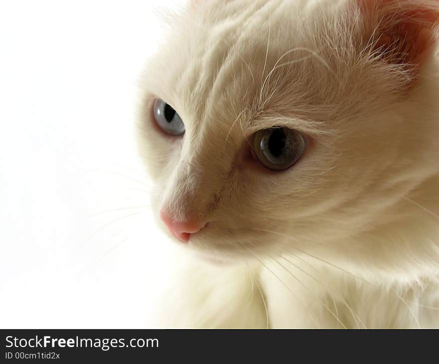 Beautiful white cat on a white background