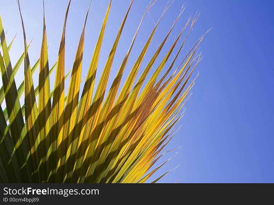 Palm Leaf with blue sky space for copy