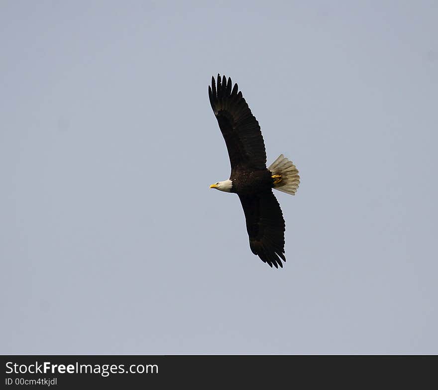 Eagle in Flight