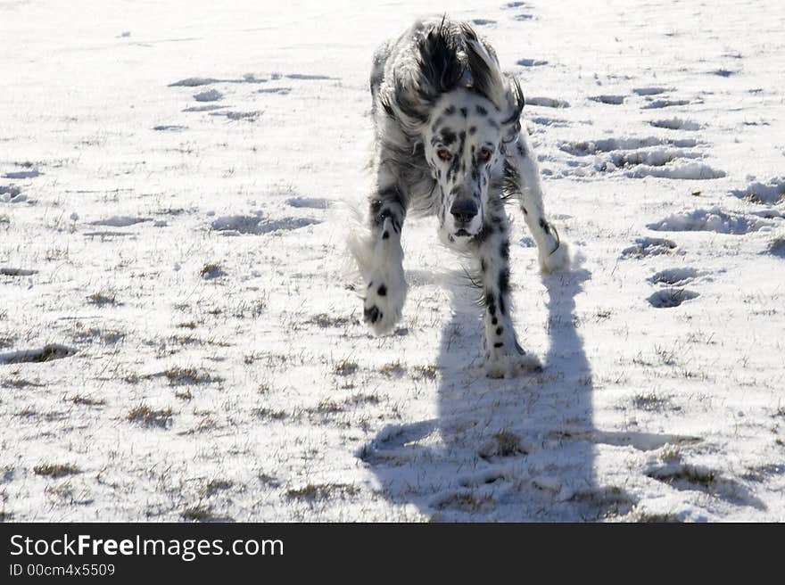 An English Setter running in the snow. An English Setter running in the snow