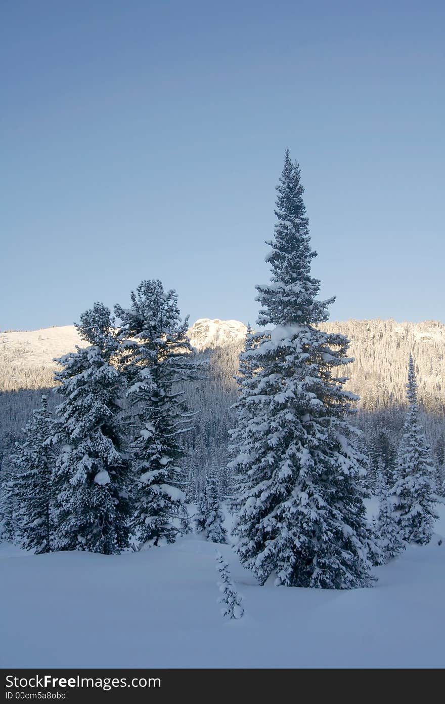 Hoarfrost coats the needles of a group of pine trees on a crisp, clear winter morning. Hoarfrost coats the needles of a group of pine trees on a crisp, clear winter morning