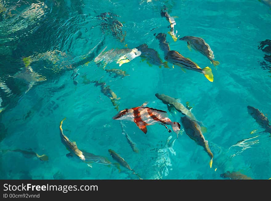 Saltwater fish being fed beside a boat showing the white sandy bottom below the beautiful clear water. Saltwater fish being fed beside a boat showing the white sandy bottom below the beautiful clear water