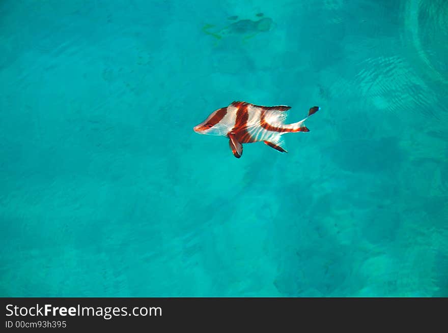 Feeding the fish along side a boat in the ocean, with the sun shining through the beautiful clear water to show the white sandy bottom below