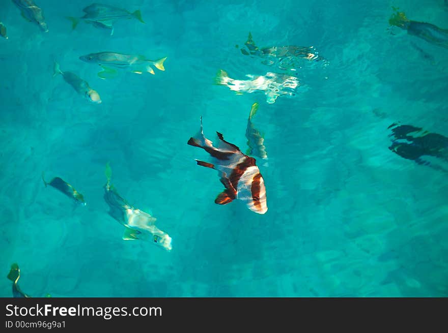 Saltwater fish being fed at the side of a boat on a beautiful clear day showing the white sandy bottom below them. Saltwater fish being fed at the side of a boat on a beautiful clear day showing the white sandy bottom below them