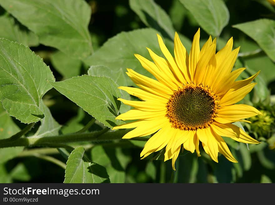 Beautiful Sunflowers and an green field