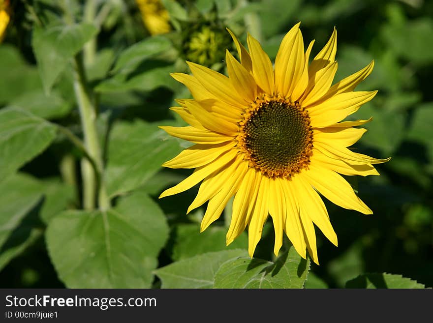 Beautiful Sunflowers and an green field