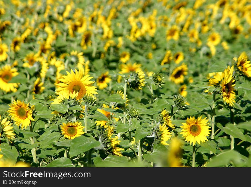 Beautiful Sunflowers and an green field