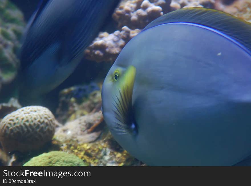 The blue fish in red sea in eilat