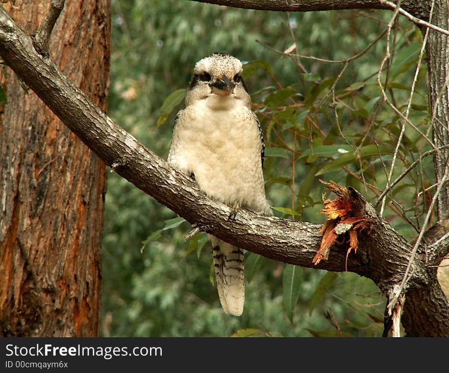 Kookaburra sitting on a branch