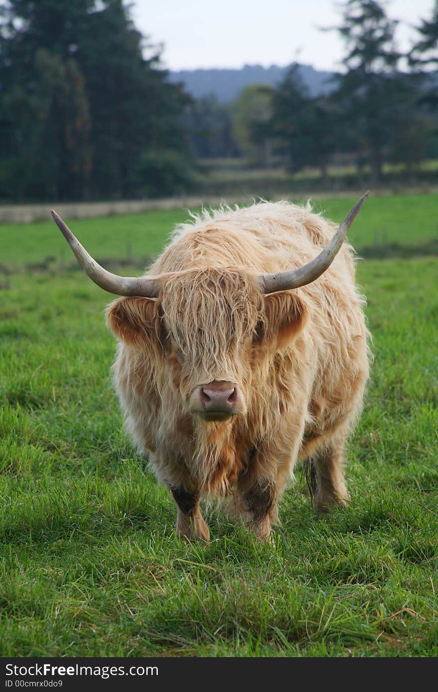 Highland Cattle