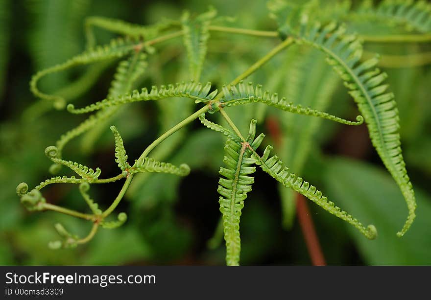 Fern tree without flower showing delicate curvy leaf. Fern tree without flower showing delicate curvy leaf