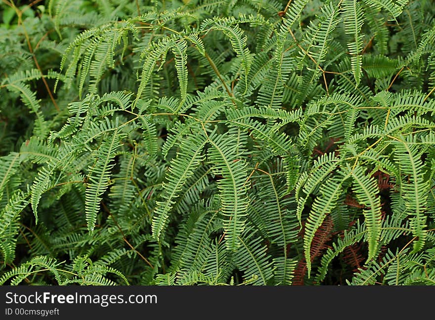 Fern tree without flower showing delicate curvy leaves. Fern tree without flower showing delicate curvy leaves