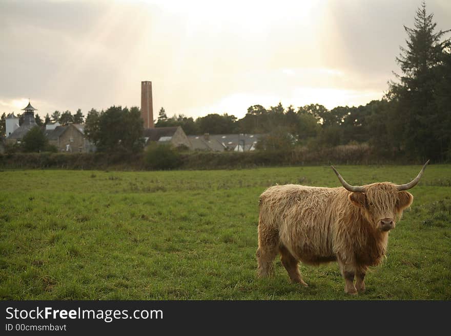 Highland Cattle