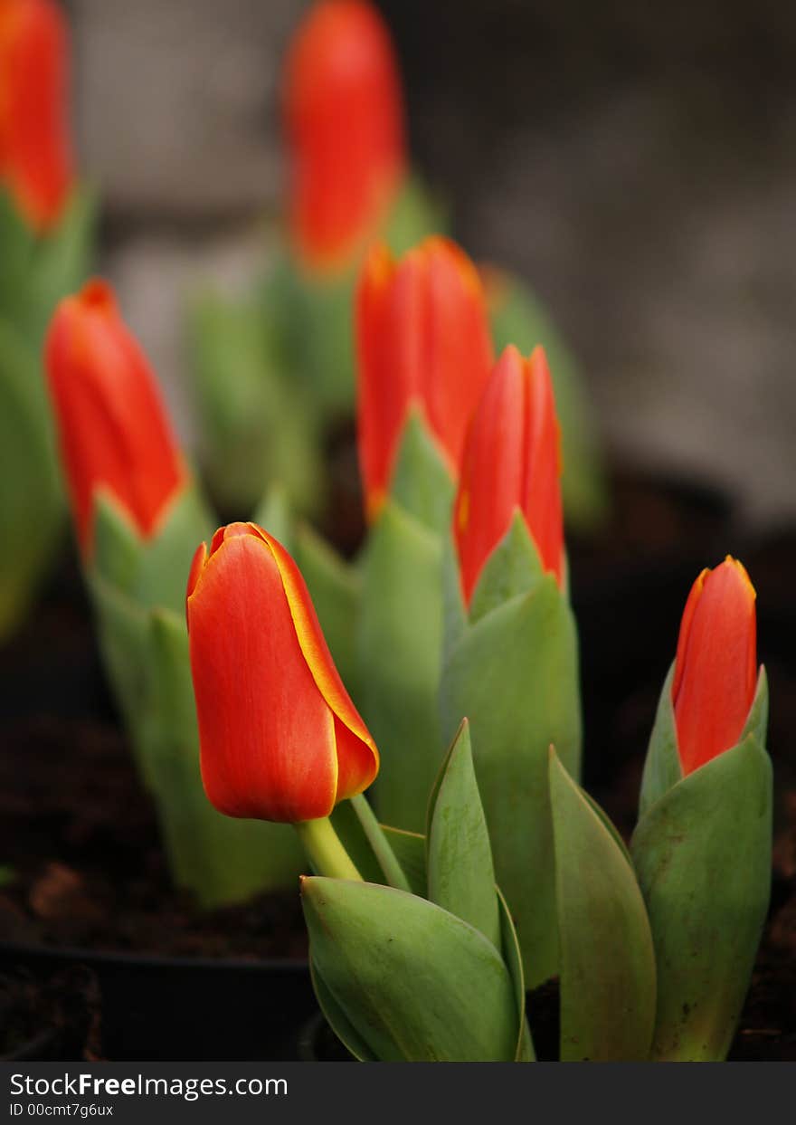 Spring flowers-tulips.
red color tulips