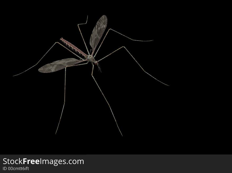 Mosquito