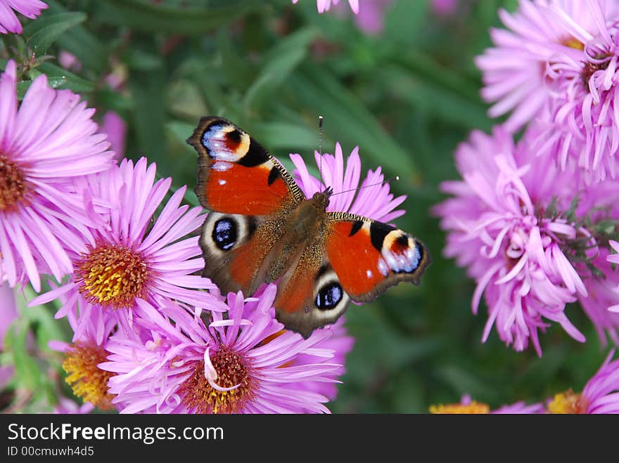 Big flowers and bright butterfly on blurred background. Big flowers and bright butterfly on blurred background