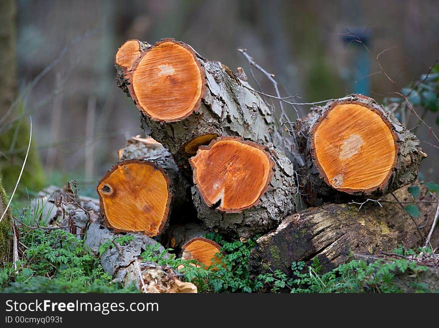 Felled Trees