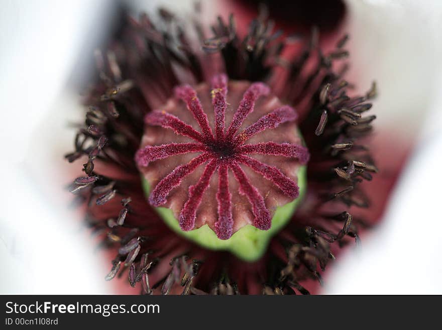 The stamen inside of a white flower