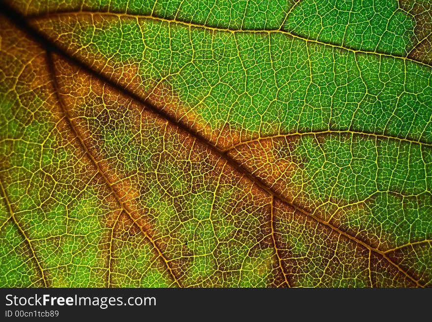 Leaf Abstract