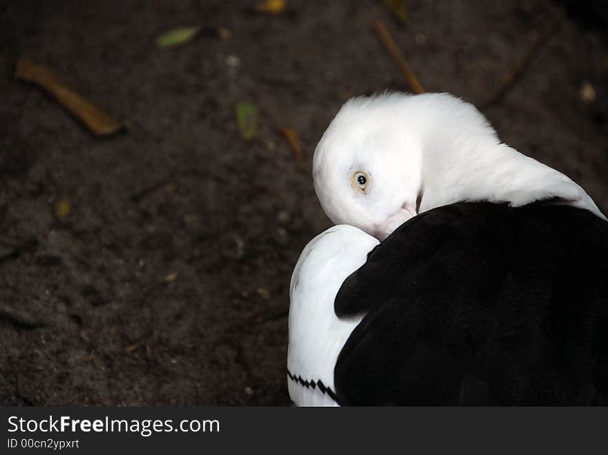 Bird hiding its beak under its wing. Bird hiding its beak under its wing