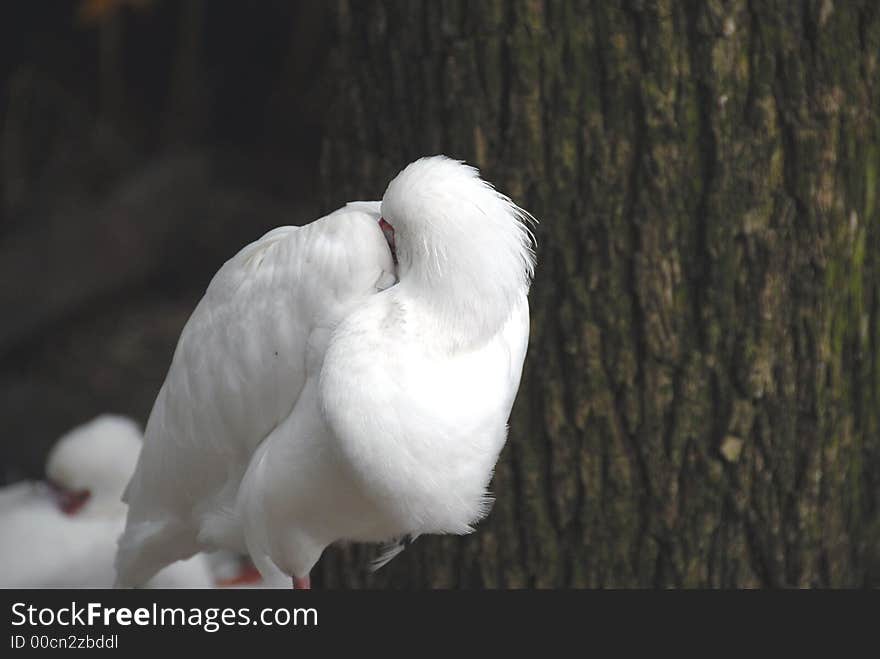 Bird Asleep with its beak under its wing. Bird Asleep with its beak under its wing