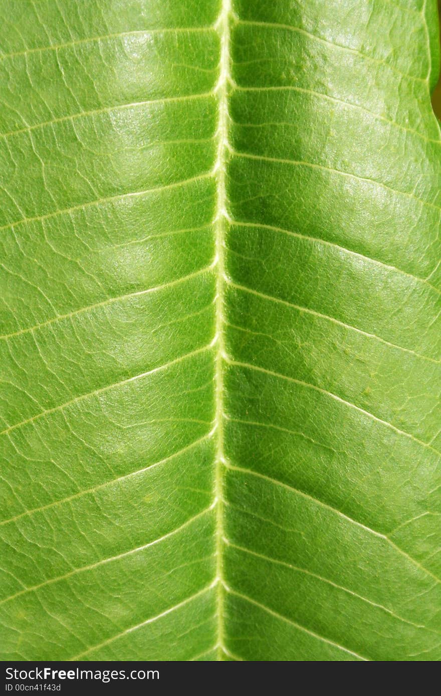 Close up of a plumeria leaf. Close up of a plumeria leaf